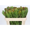 Leucadendron Goldstrike