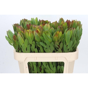 Leucadendron Goldstrike