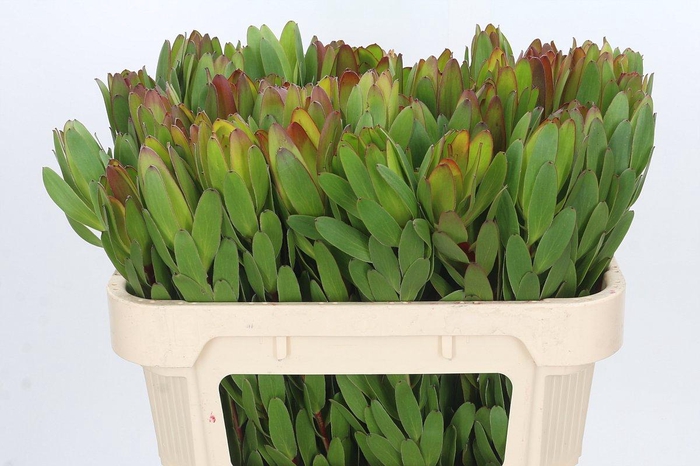 <h4>Leucadendron Goldstrike</h4>