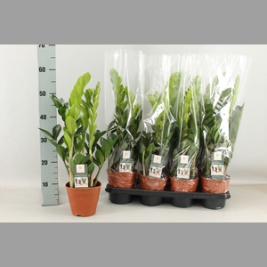 ZAMIO ZAMIIFOLIA