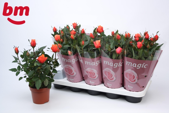 <h4>Rosa Orange Beau Monde</h4>