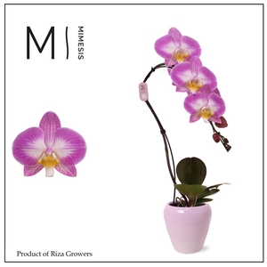 Phalaenopsis Swan Special 1 spike – 7cm in Martine Pink | Mimesis