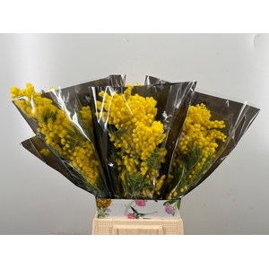 ACACIA BAILEYA BL BS