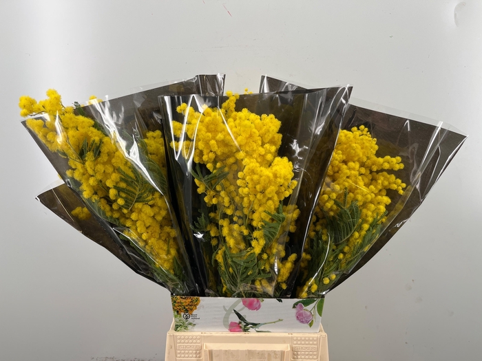 <h4>ACACIA BAILEYA BL BS</h4>