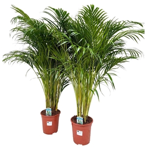 Dypsis lutescens P21 H120