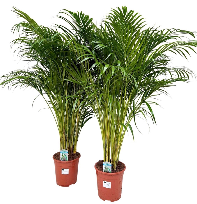 <h4>Dypsis lutescens P21 H120</h4>