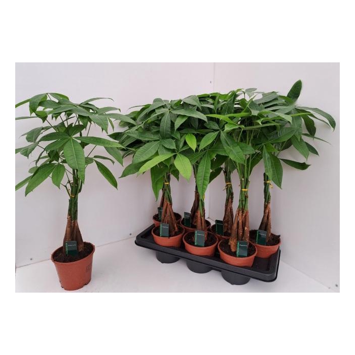 <h4>PACHIRA AQUATICA</h4>