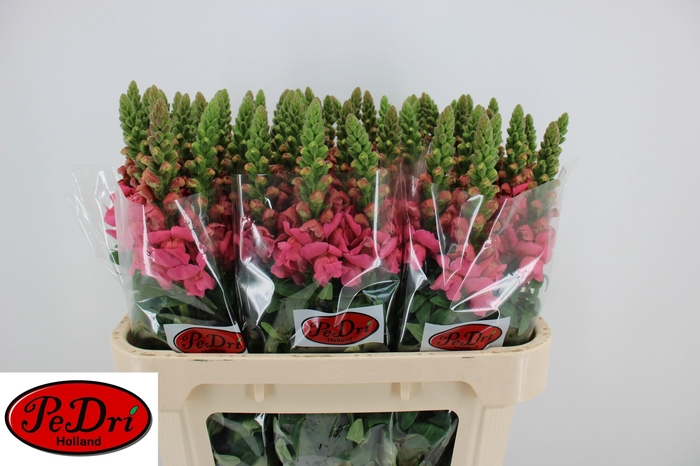 <h4>Antir Cool Rose</h4>