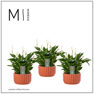 SPATH CHOPIN