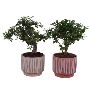 Bonsai Indoor Mix Ø12cm Mix B/S Shape in Ø 14cm Ceramic NT667