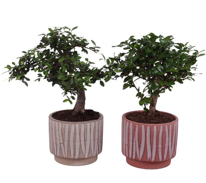 <h4>Bonsai Indoor Mix Ø12cm Mix B/S Shape in Ø 14cm Ceramic NT667</h4>