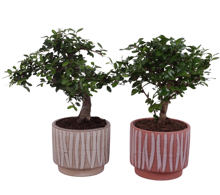 <h4>Bonsai Indoor Mix Ø12cm Mix B/S Shape in Ø 14cm Ceramic NT667</h4>