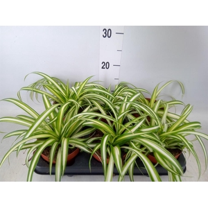 Chlorophytum com. 'Variegatum'