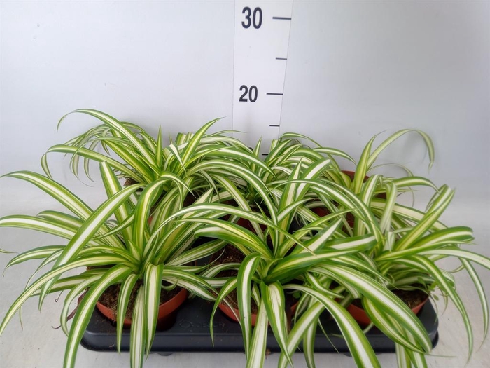 <h4>Chlorophytum com. 'Variegatum'</h4>