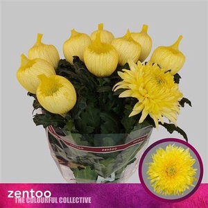 Chrysanthemum (Indicum Grp) eboutonné Magnum Yellow