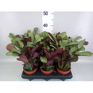 Ctenanthe burle-marxii 'Amagris'