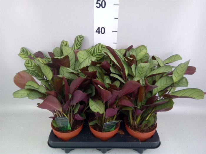 <h4>Ctenanthe burle-marxii 'Amagris'</h4>