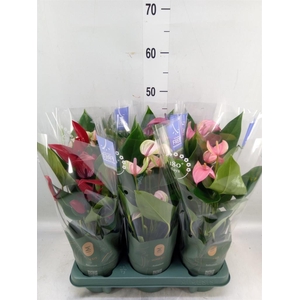 Anthurium   ...mix