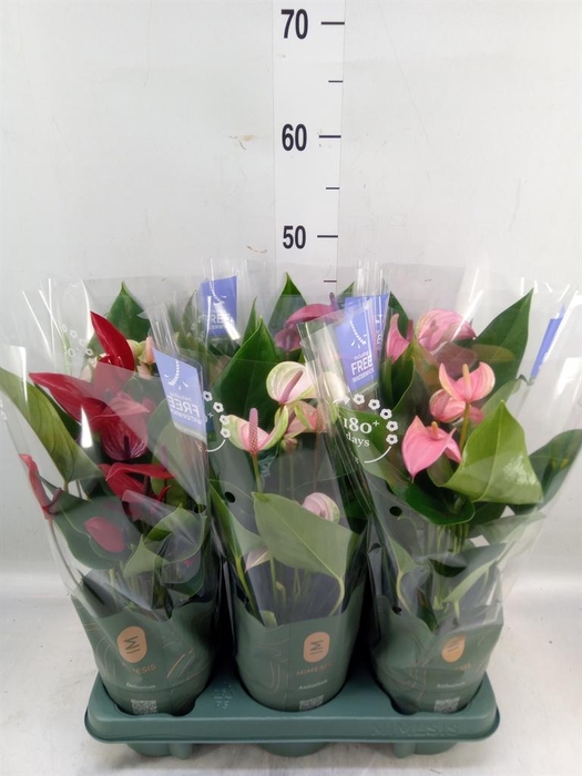<h4>Anthurium   ...mix</h4>