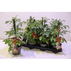 arr8 Tomatenplanten