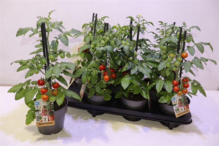 <h4>arr8 Tomatenplanten</h4>