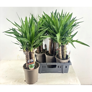 YUCCA