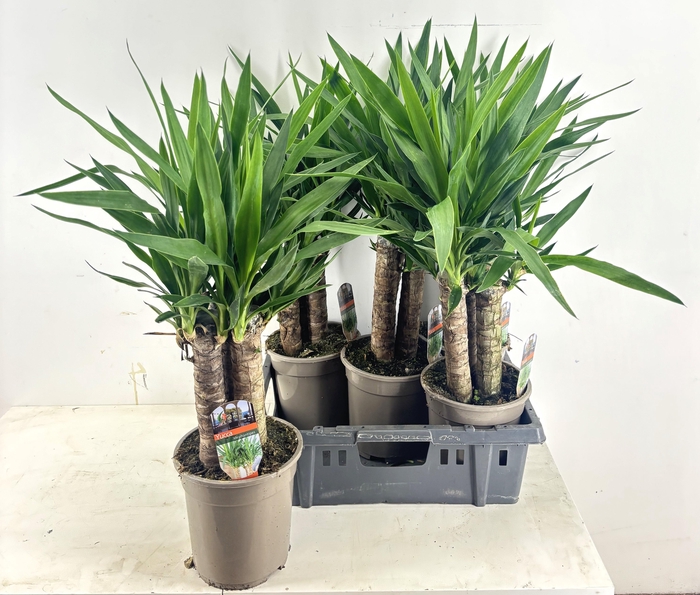 <h4>YUCCA</h4>