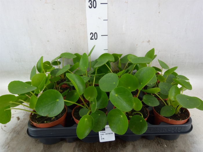 <h4>Pilea peperomoides</h4>