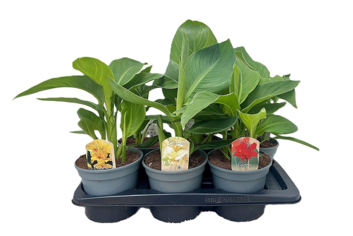 <h4>Canna Cannova</h4>