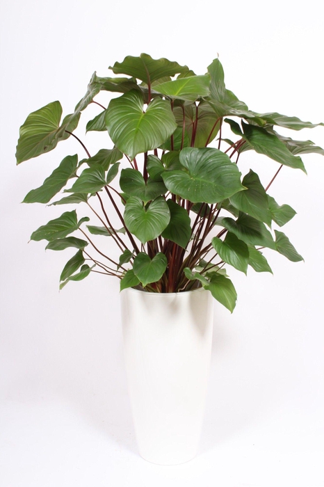 <h4>Homalomena 'Maggy' in Santorini pot "wit"</h4>