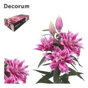 LI ROSELILY THALISSA 4+ Medium Decorum Box