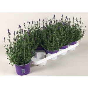 Lavendula angustifolia Essence Purple