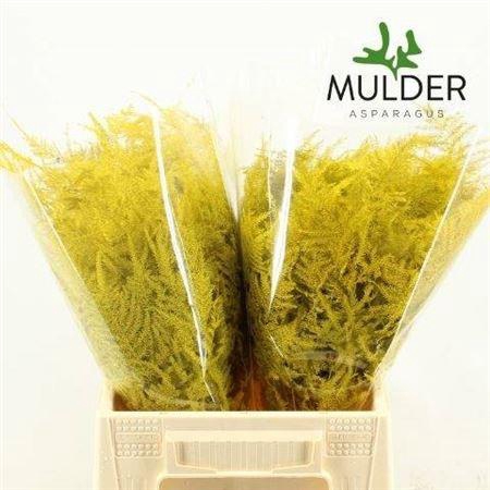 <h4>Asp Ov Klb H%</h4>