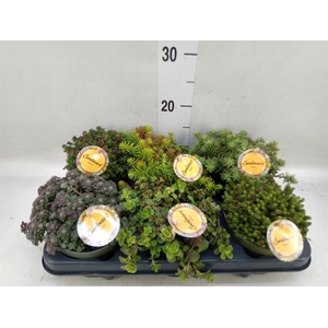 Sedum   ...mix