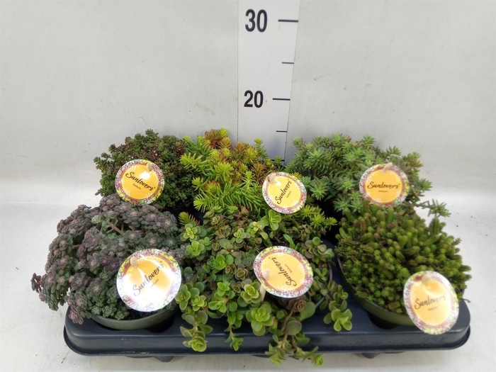 <h4>Sedum   ...mix</h4>