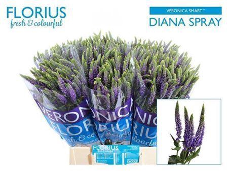 <h4>Veronica Clea Diana Blue Spray</h4>