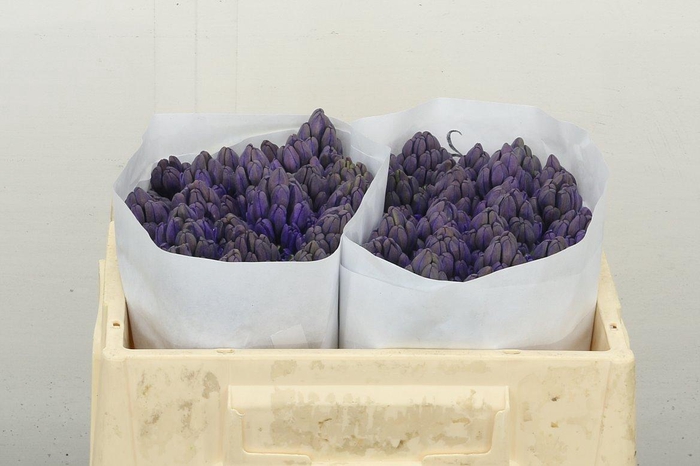 <h4>Hyac Atlantic</h4>