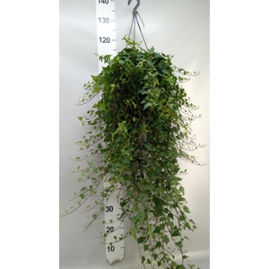 Hedera helix 'Anna'