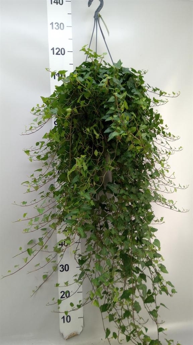 <h4>Hedera helix 'Anna'</h4>