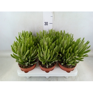 Senecio   ...