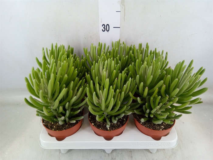 <h4>Senecio   ...</h4>