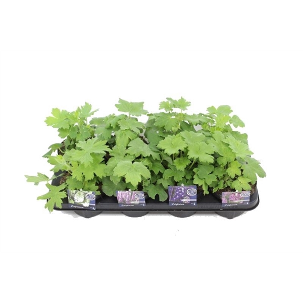 <h4>Delphinium Magic Fountains</h4>