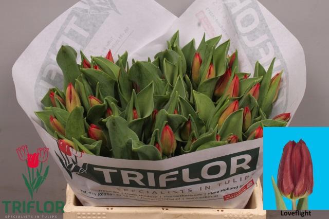 <h4>TU EN LOVEFLIGHT</h4>