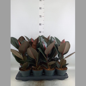 Ficus elastica 'Abidjan'