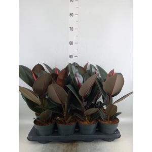 Ficus elastica 'Abidjan'