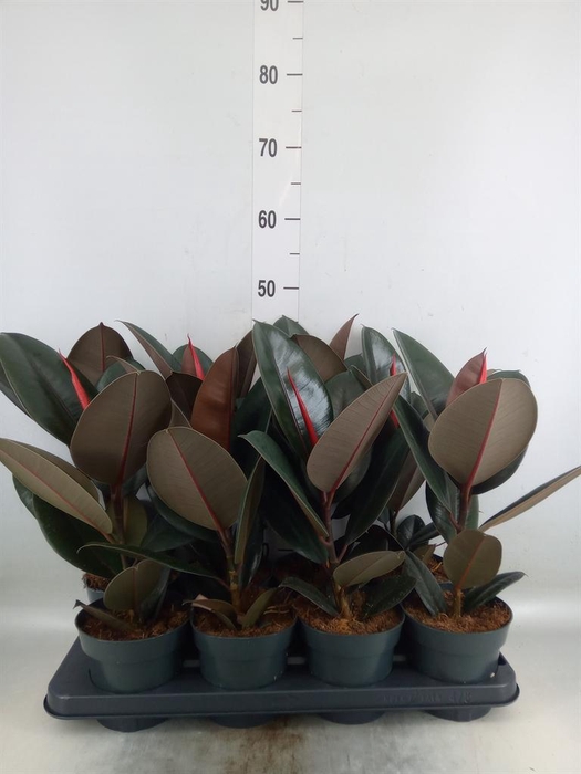 <h4>Ficus elastica 'Abidjan'</h4>