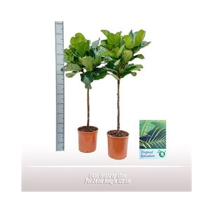 Ficus lyrata op stam