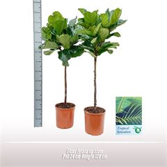 <h4>Ficus lyrata op stam</h4>