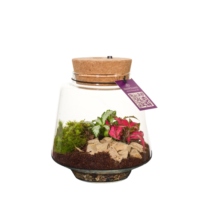 <h4>Wardians Terrarium - Mercurius small + LED (rechargeable USB-C)</h4>