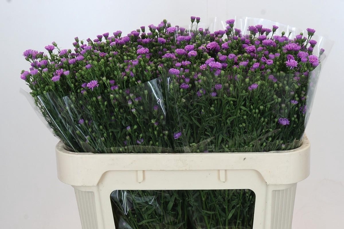 <h4>Aster Casarosa</h4>